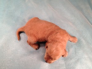 Female Goldendoodles for sale by an Iowa Goldendoodle Breeder, Puppy#11
